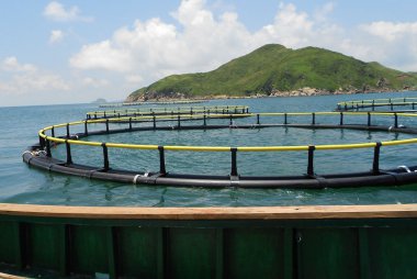 深水网箱近景一