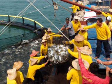 海纳起捕深海金鲳鱼